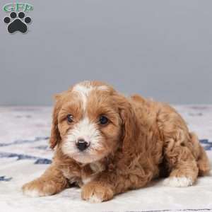 Bentley, Cavapoo Puppy